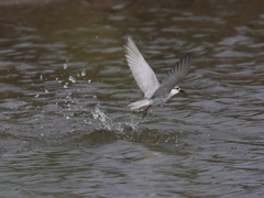 クロハラアジサシ