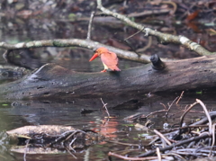 アカショウビン
