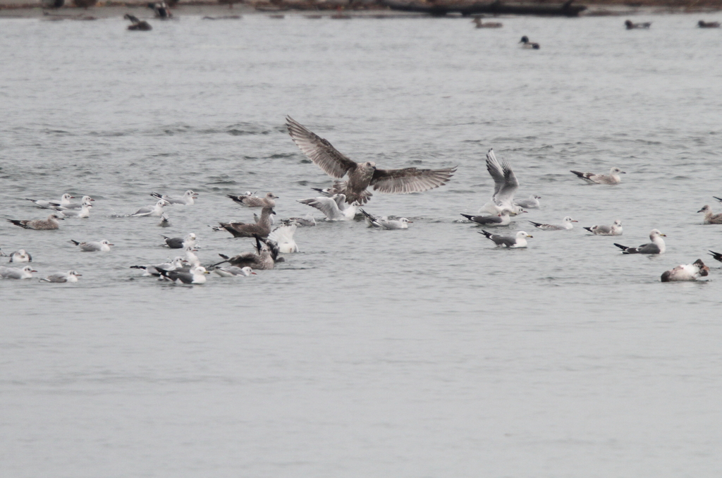 オオセグロカモメ