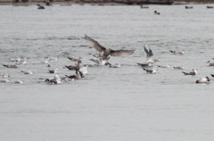 オオセグロカモメ