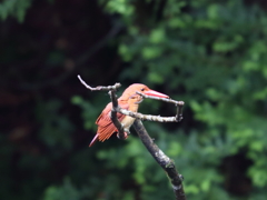 アカショウビン