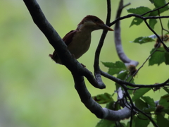 アカショウビン