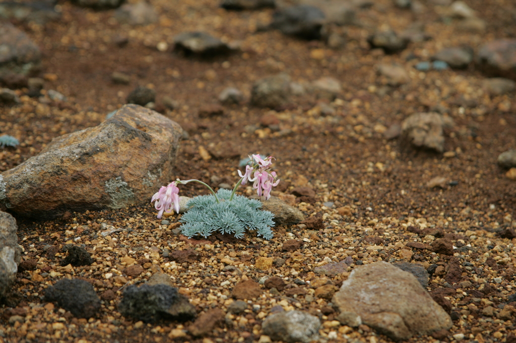 こまくさ　蔵王