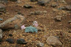 こまくさ　蔵王