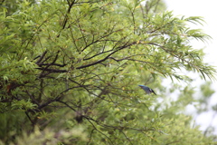 カワセミ物語⑥