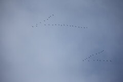 伊豆沼へ・・・