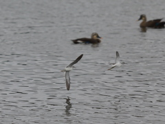 大沼の野鳥
