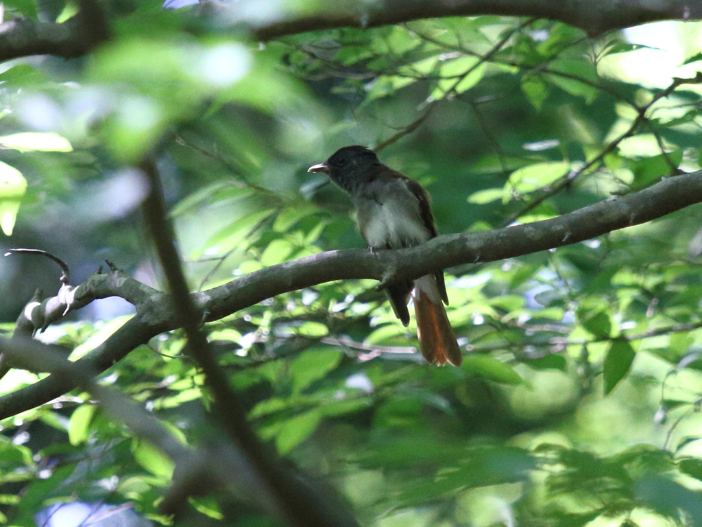 サンコウチョウ