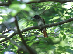 サンコウチョウ