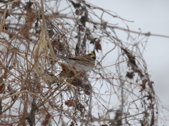 ミヤマホオジロ♂