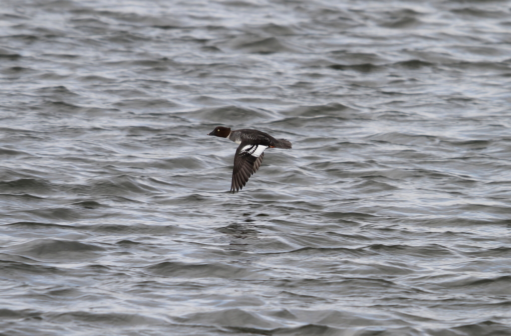 ホオジロガモ♀