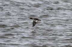 ホオジロガモ♀