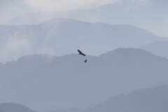 イヌワシとハイタカ