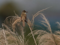 オオヨシキリ