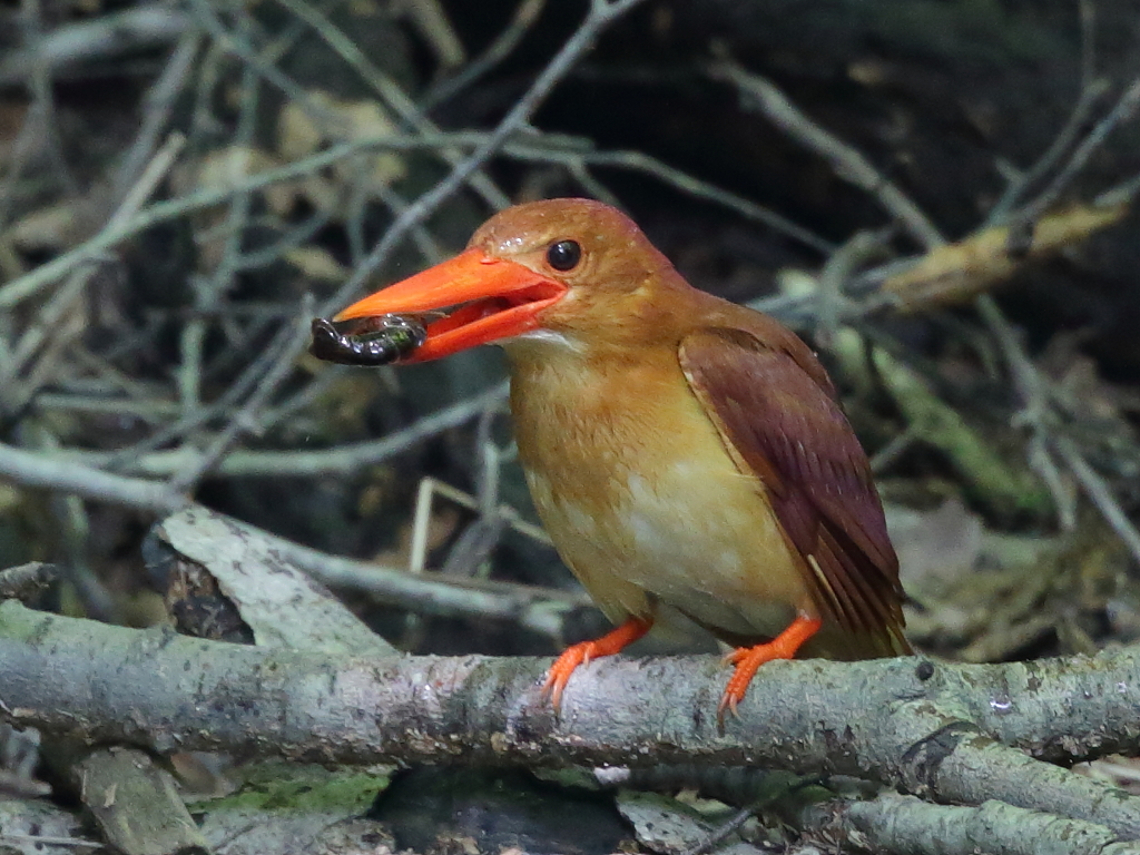 アカショウビン