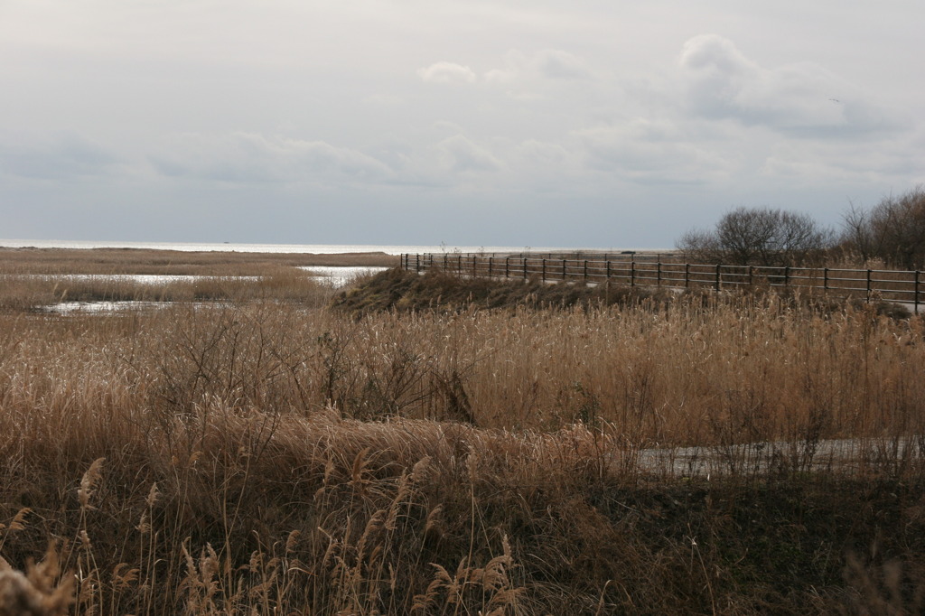 蒲生干潟の遊歩道