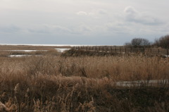 蒲生干潟の遊歩道