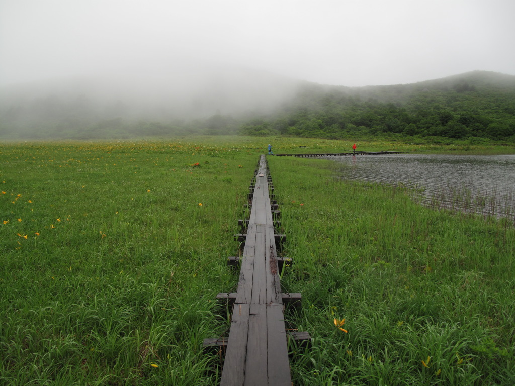 花　湿原　福島県雄国(おぐに)沼