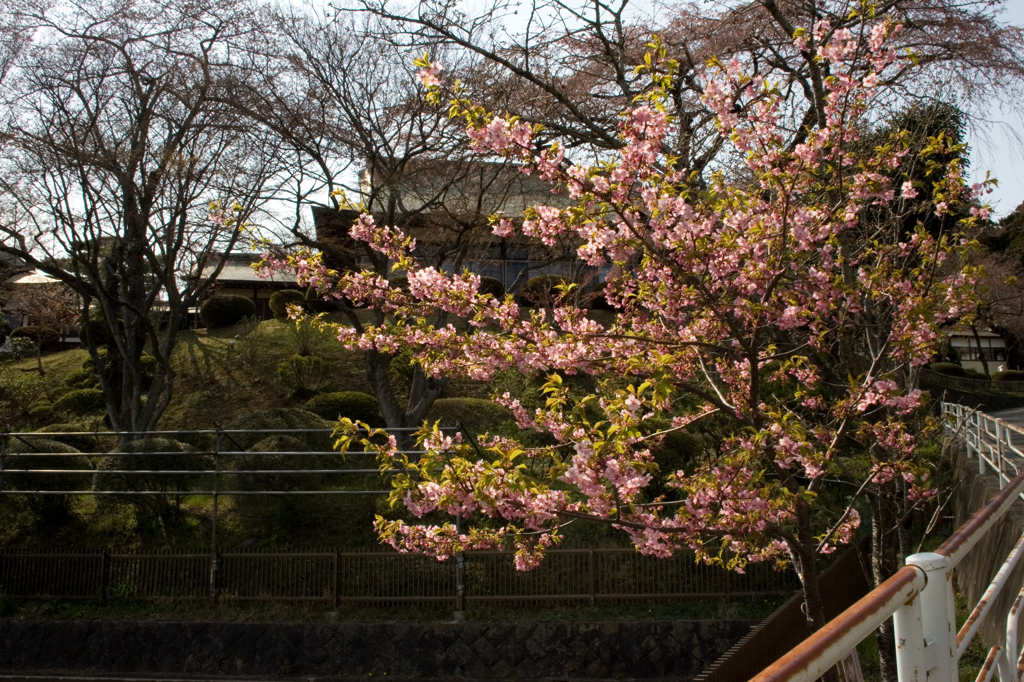 桜　