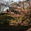桜　