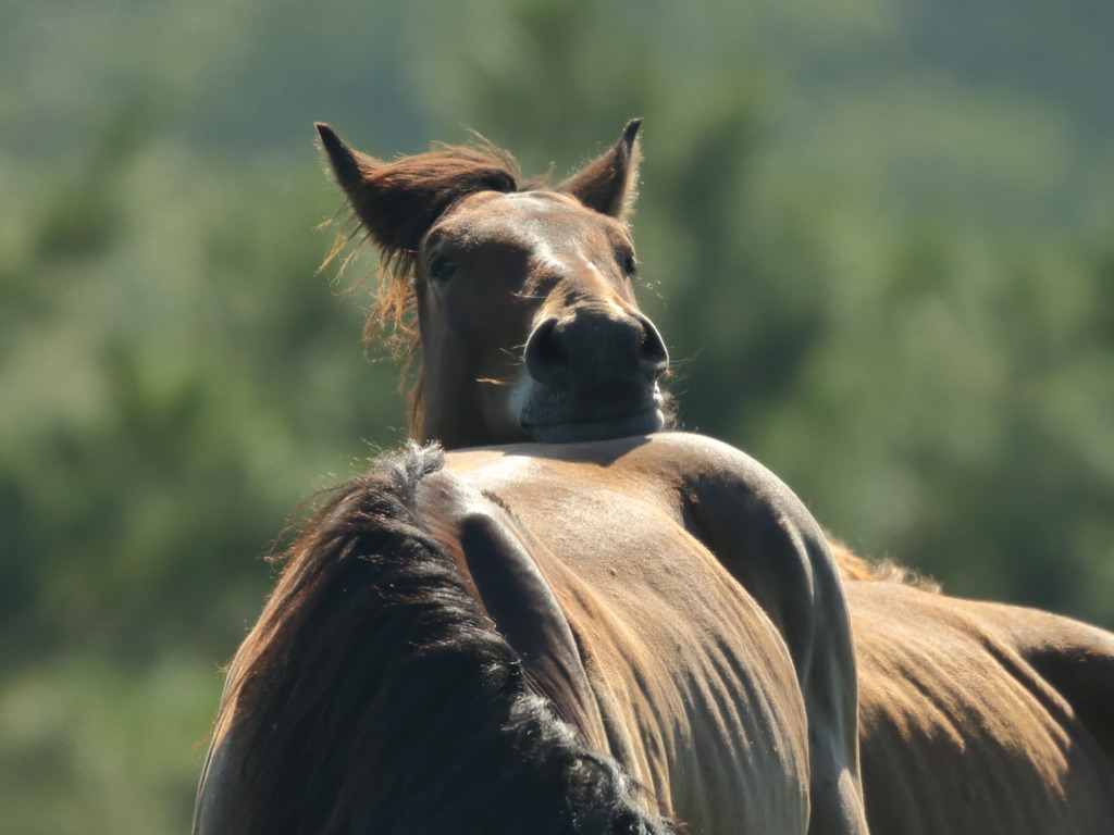 誰かが見ている！