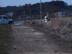 ハイチュウ