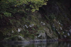 ヤマセミ