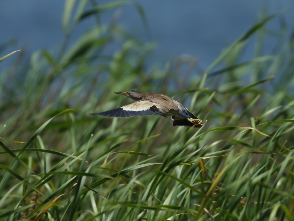 大沼の野鳥