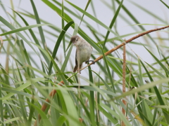 大沼の野鳥