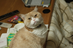 モモ
