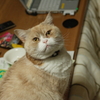 モモ