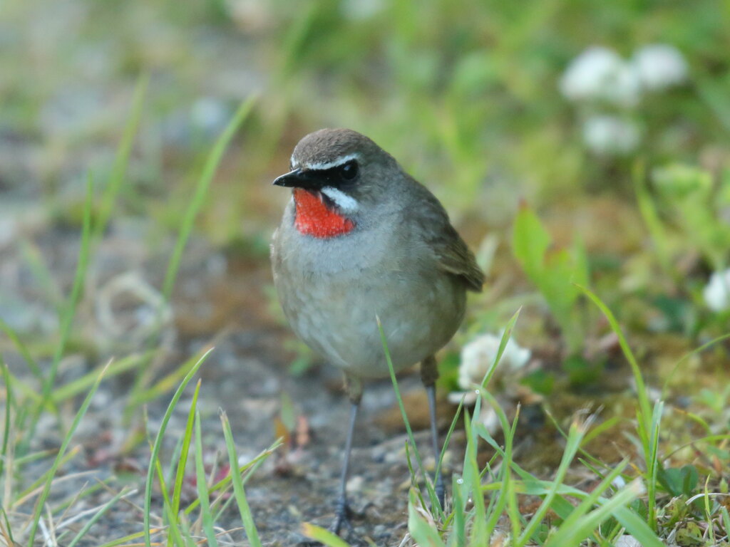 ノゴマ