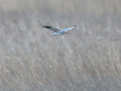 ハイロチュウヒ