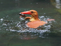 アカショウビン