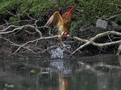 アカショウビン