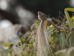 ベニマシコ♀