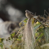 ベニマシコ♀