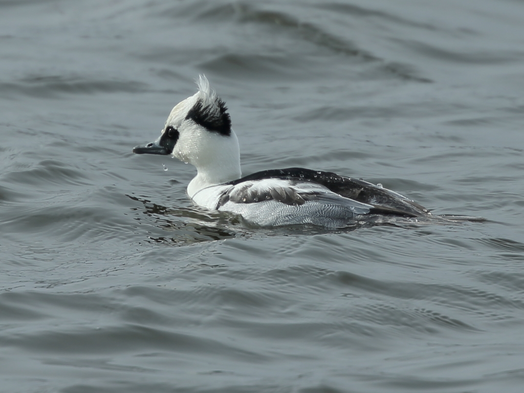 大沼の野鳥