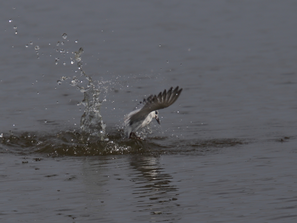 クロハラアジサシ