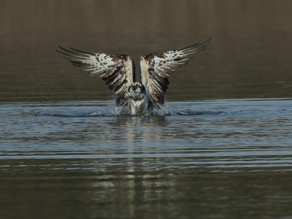 大沼の野鳥