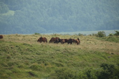 高原の馬