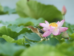 大沼の野鳥
