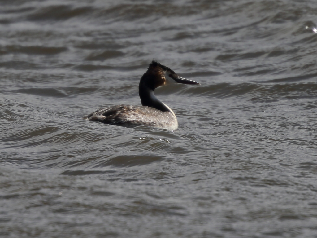 カンムリカイツブリ