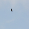 イヌワシ波状飛行⑳