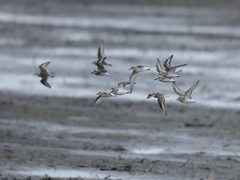 大沼の野鳥