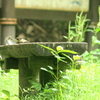キビタキのお見合い④