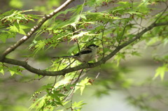 新緑エナガ