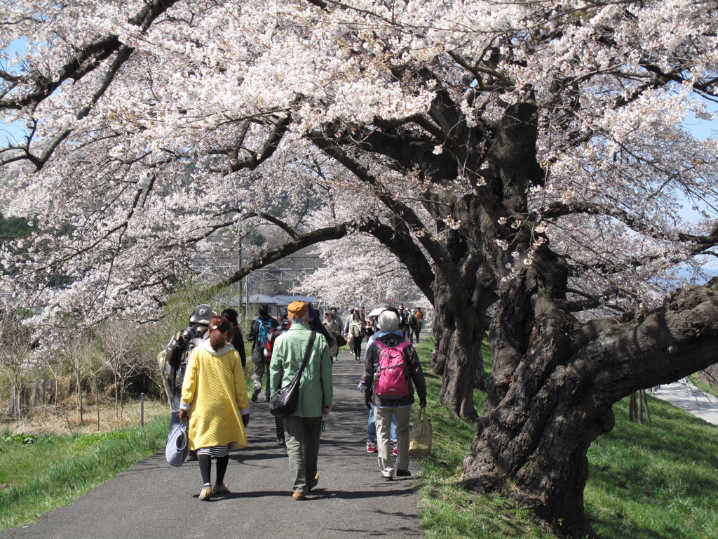 桜