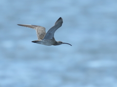 チュウシャクシギ