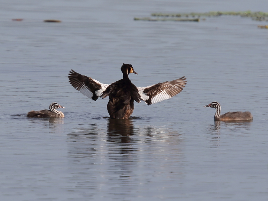 カンムリカイツブリ②
